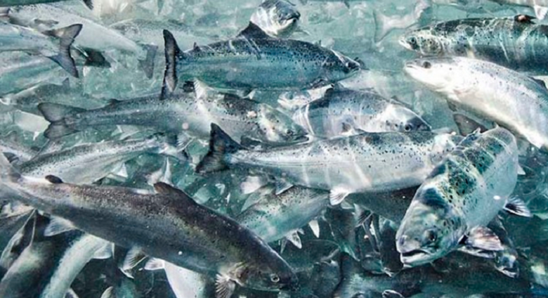 Großer Schwarm von Fischen aus der nachhaltigen Aquakultur von Veramaris